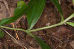 Striped gentian